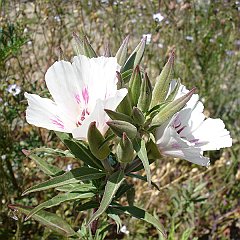 clarkia amoena